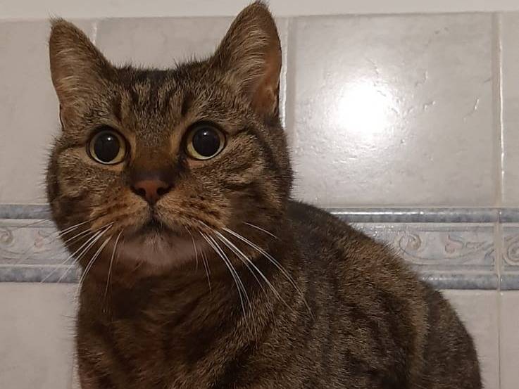 Adotta un gatto, maschio, 4 anni e 3 mesi, Torino