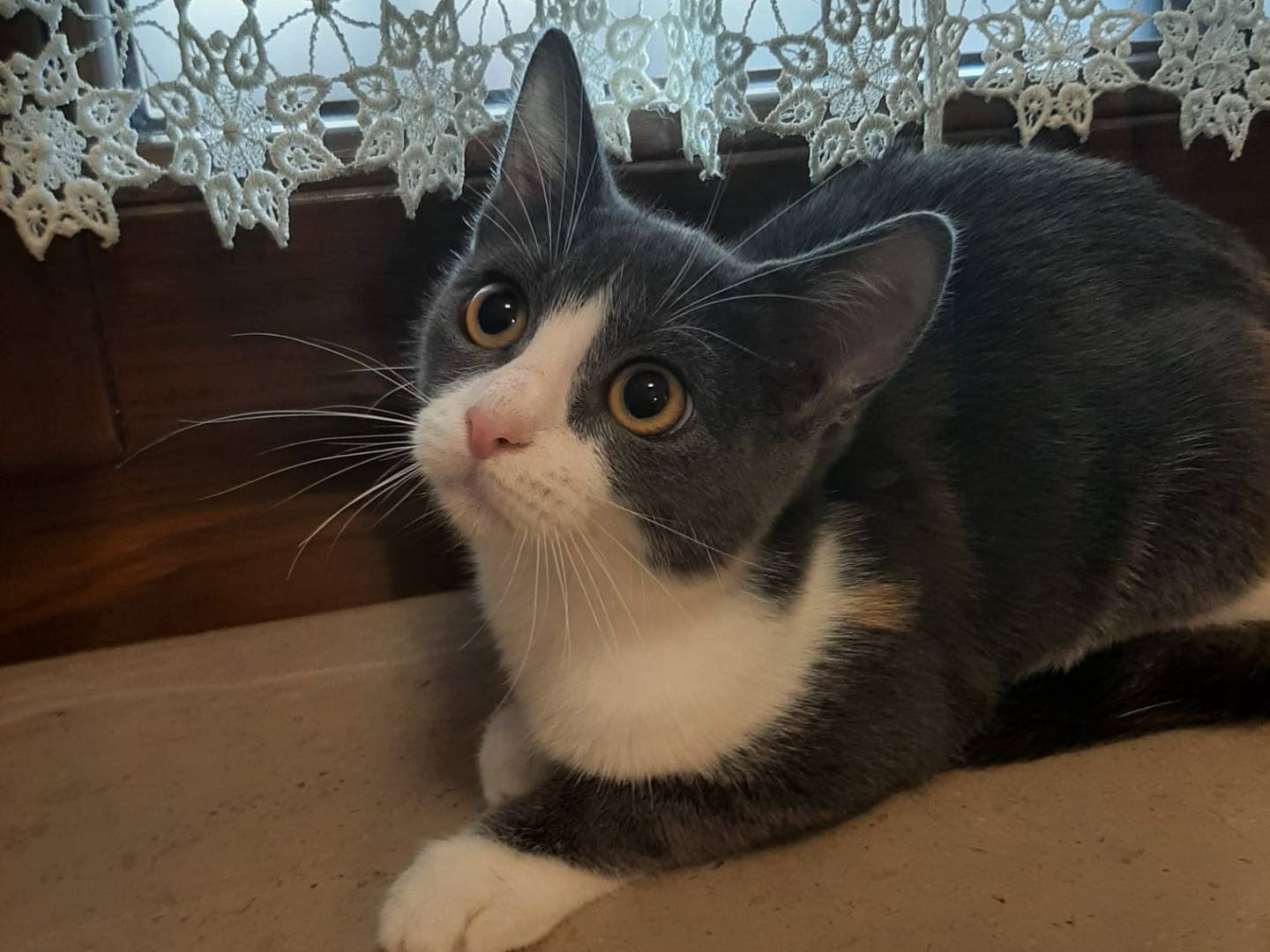 Adozione gatto, femmina, Razza sconosciuta Razza sconosciuta, 4 mesi, taglia non valida, Bologna