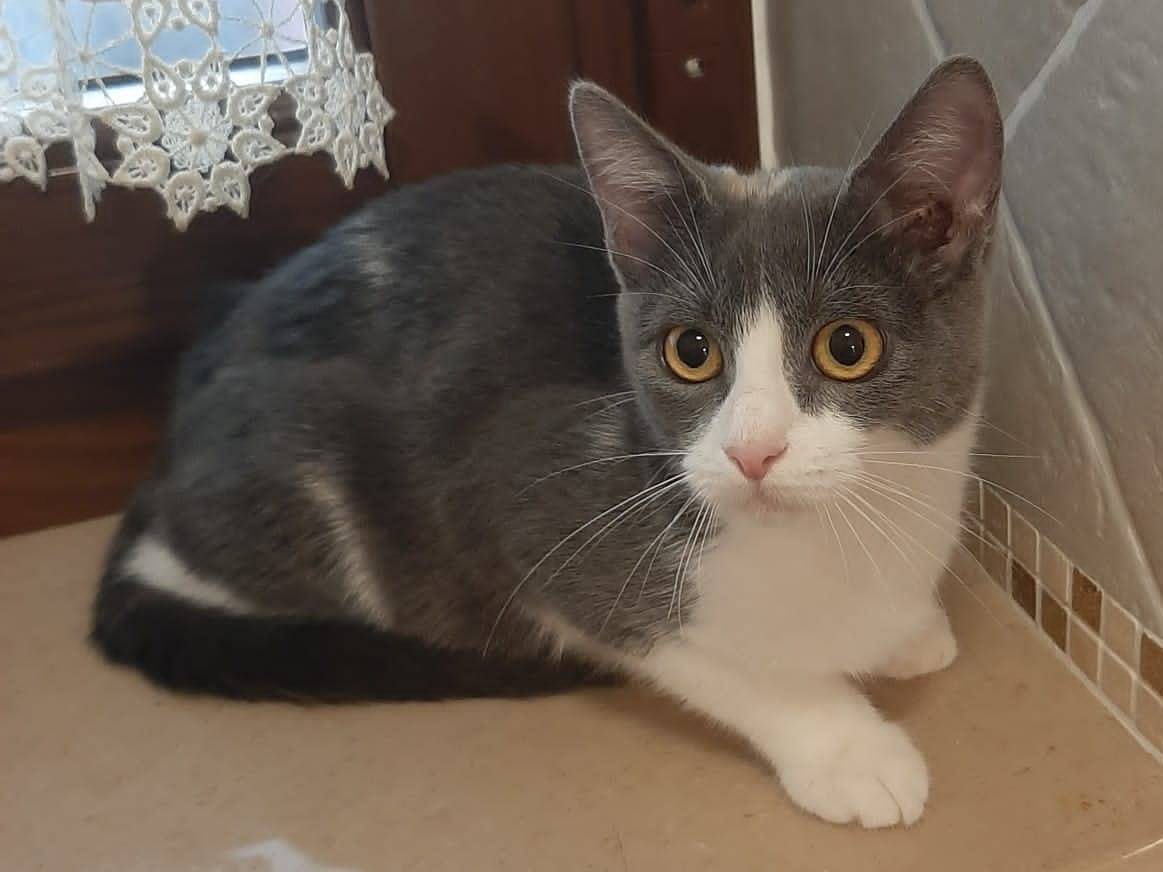 Adotta un gatto, femmina, 4 mesi, Bologna