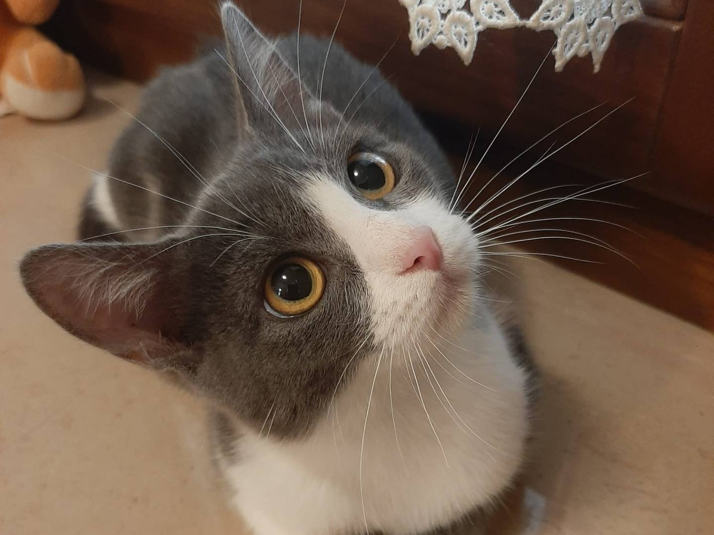 Adotta un gatto, taglia non valida, femmina, Bologna