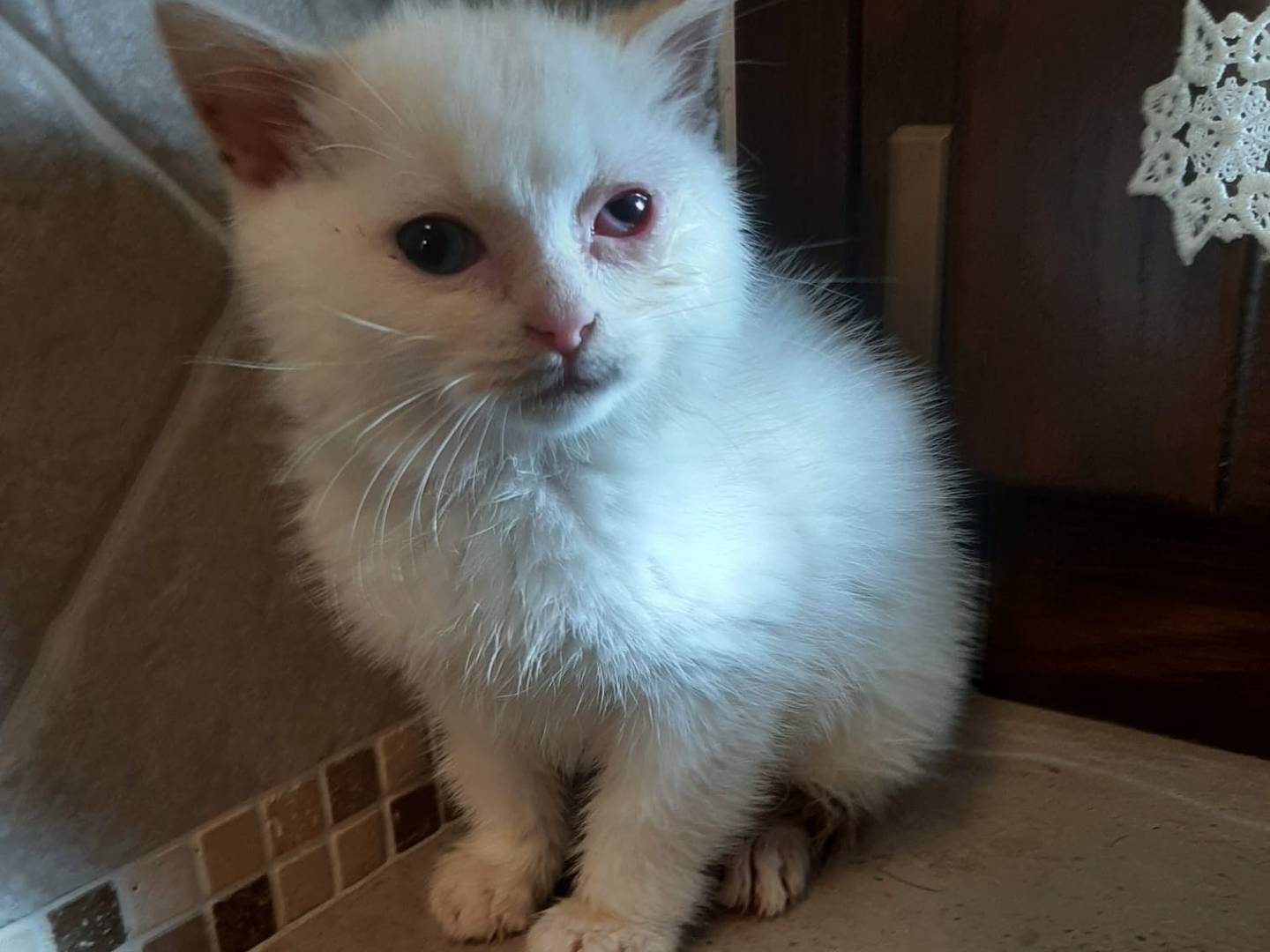 Adozione gatto, femmina, Razza sconosciuta Razza sconosciuta, 2 mesi, taglia non valida, Modena