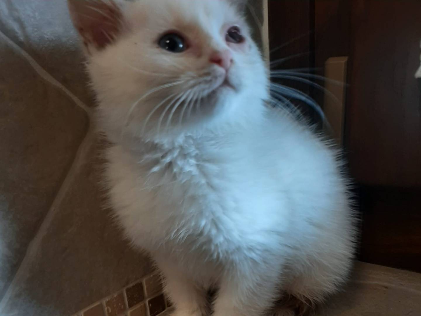 Adotta un gatto, femmina, 2 mesi, Modena