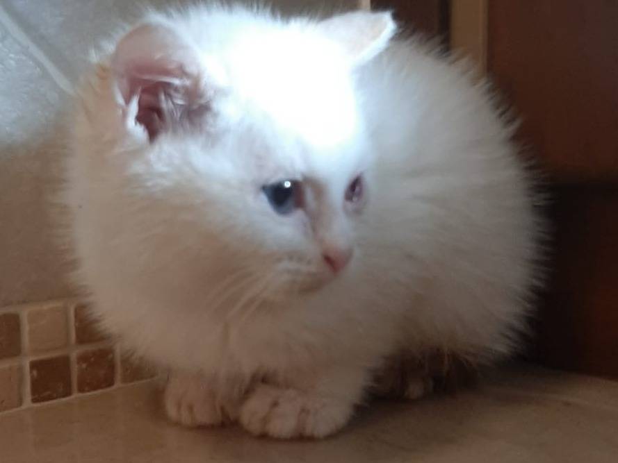 Adotta un gatto, taglia non valida, femmina, Modena