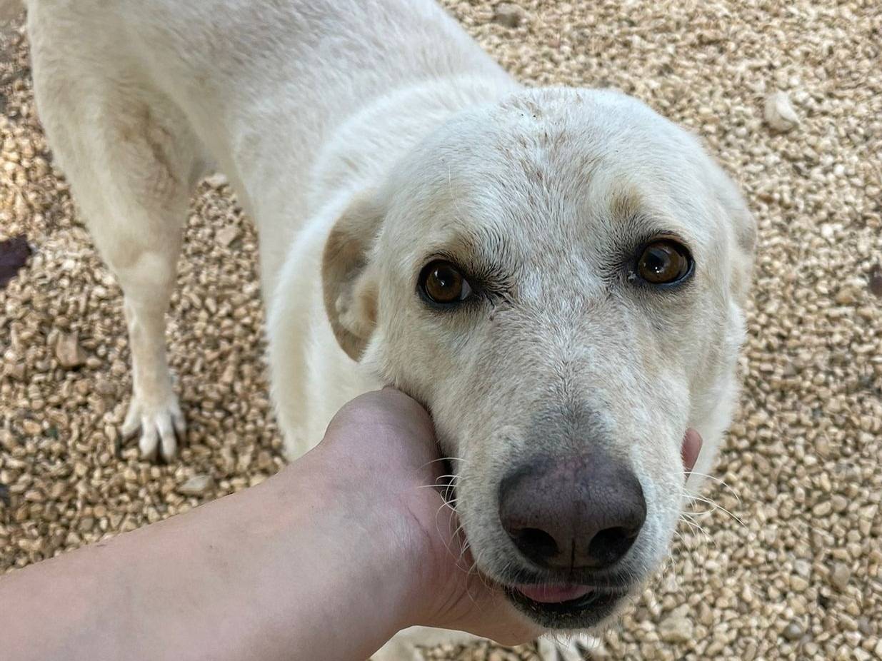 Adozione cane, femmina, Razza sconosciuta Razza sconosciuta, 6 anni e 8 mesi, taglia grande, Frosinone