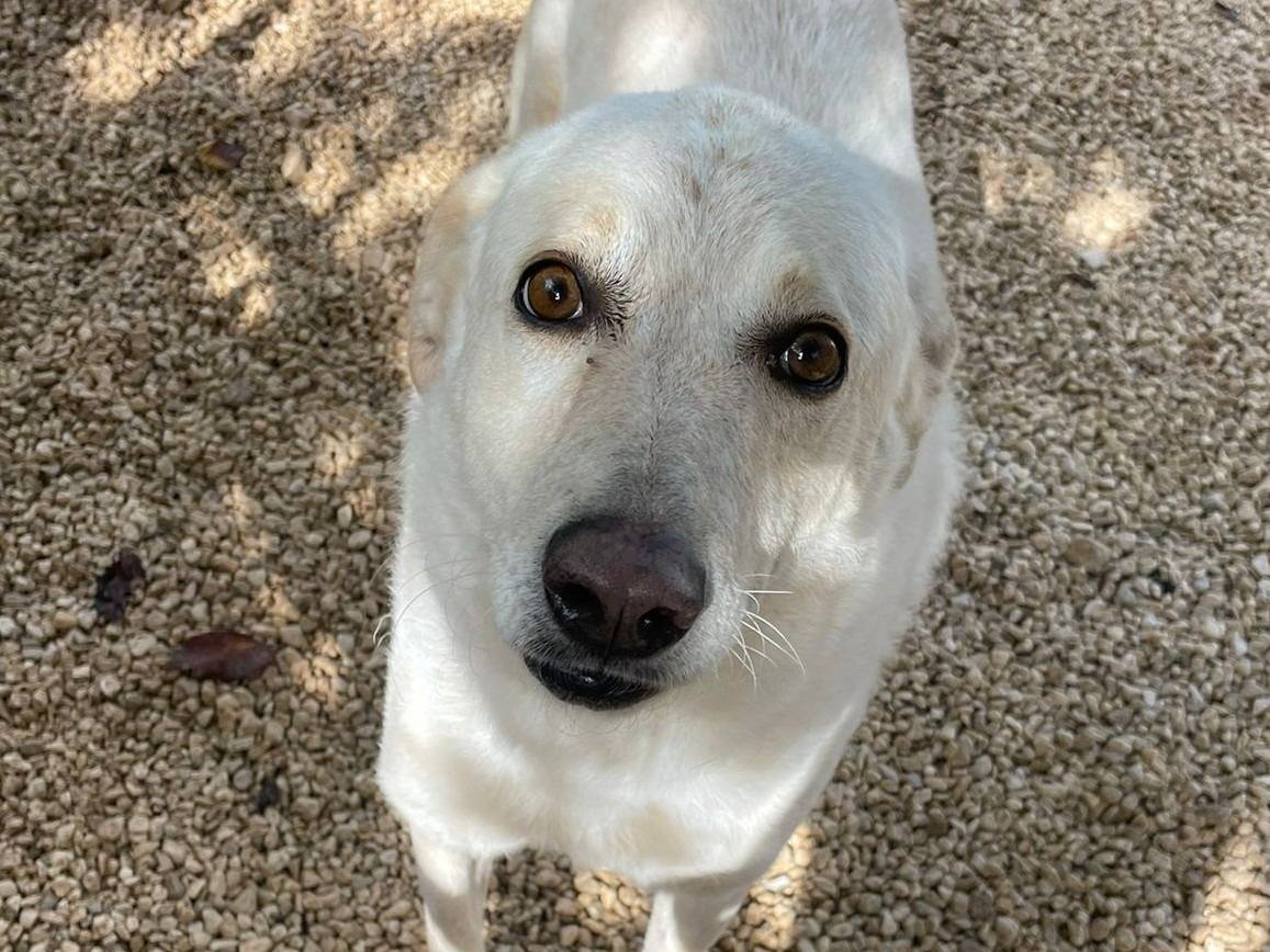 Adotta un cane, femmina, 6 anni e 8 mesi, Frosinone