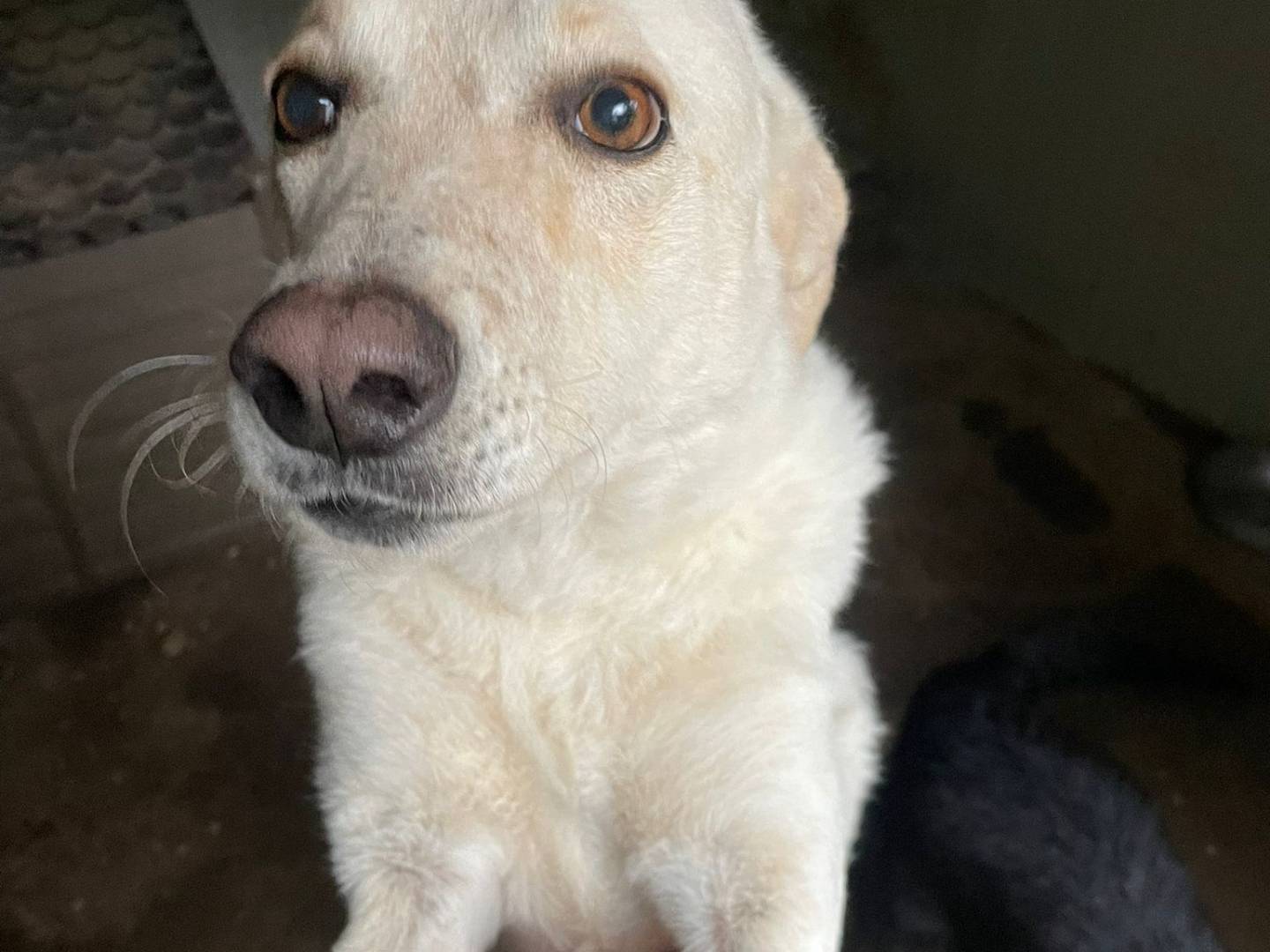 Adotta un cane, taglia grande, femmina, Frosinone