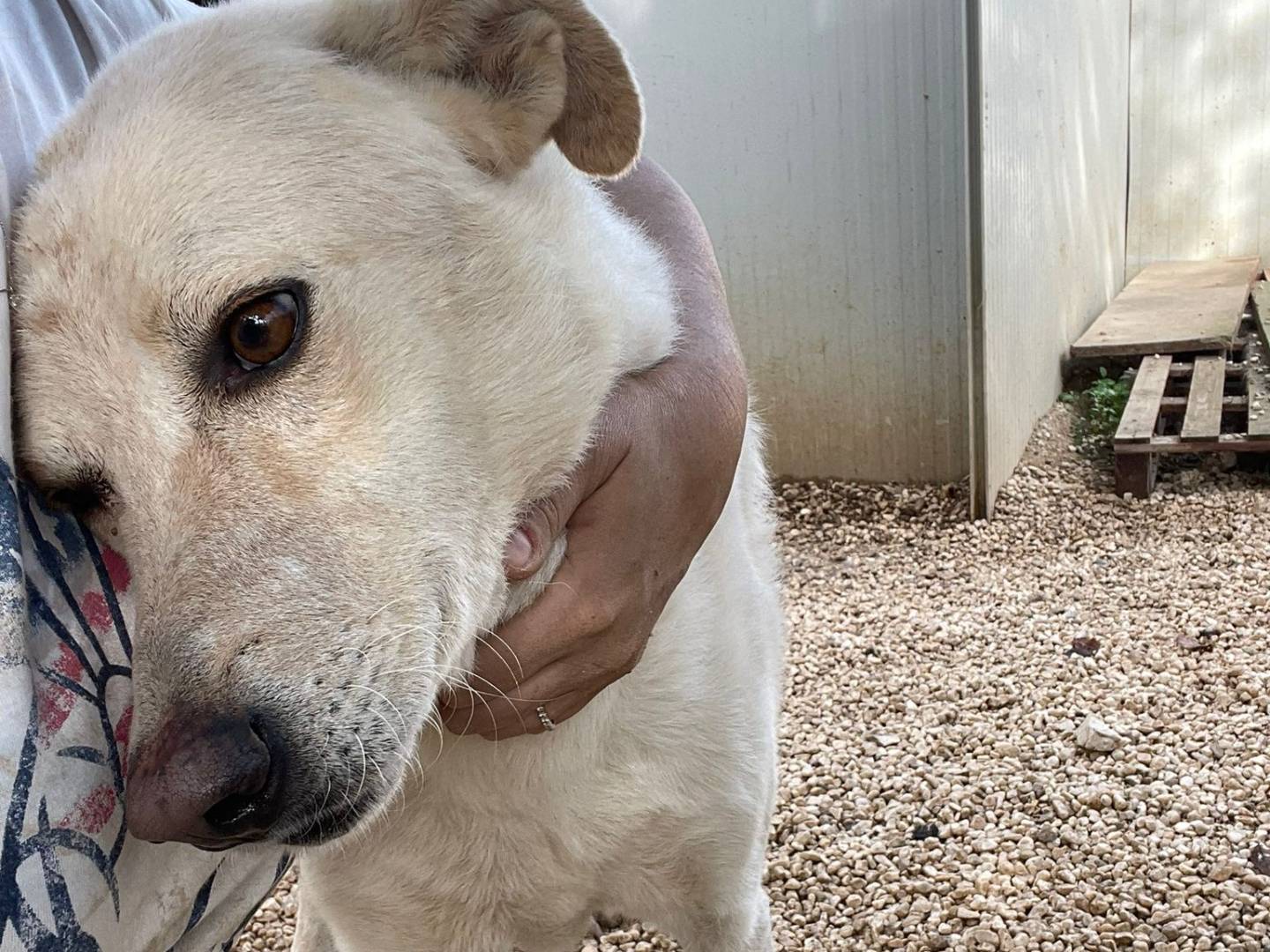 Vuoi adottare un cane a Frosinone?