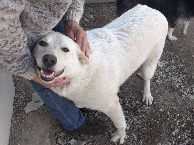 Adotta il cane SUSY a Frosinone