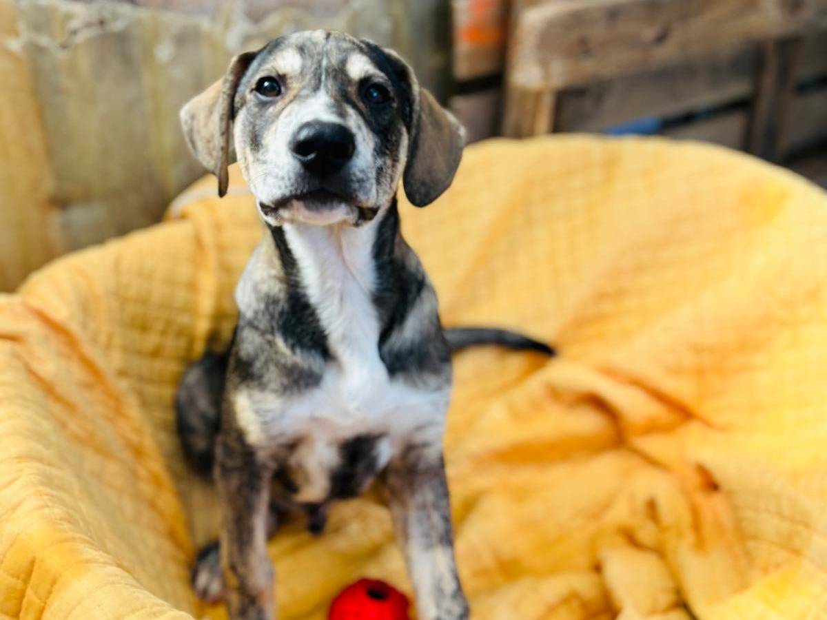 Adotta un cane, maschio, 2 mesi, Catanzaro