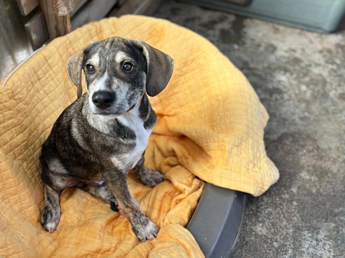 Adotta un cane, taglia media, maschio, Catanzaro