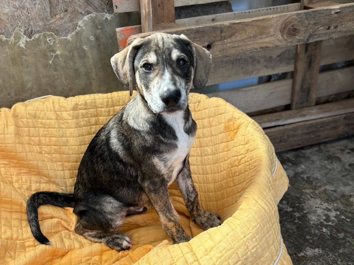 Vuoi adottare un cane a Catanzaro?