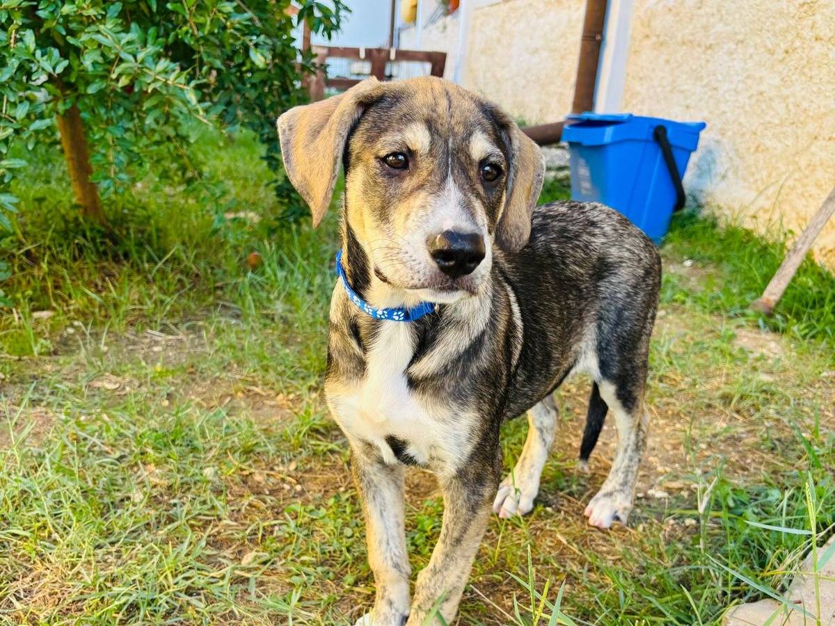 Adotta il cane Zidan a Catanzaro