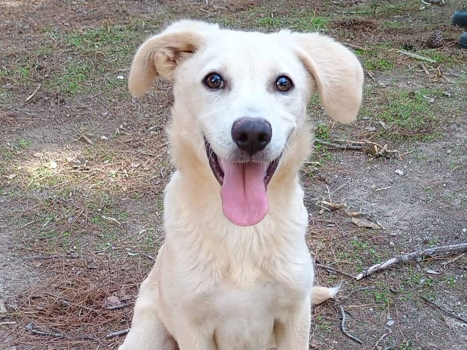 Adozione cane, femmina, Razza sconosciuta Razza sconosciuta, 4 mesi, taglia media, Ragusa