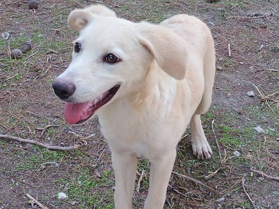 Adotta un cane, taglia media, femmina, Ragusa
