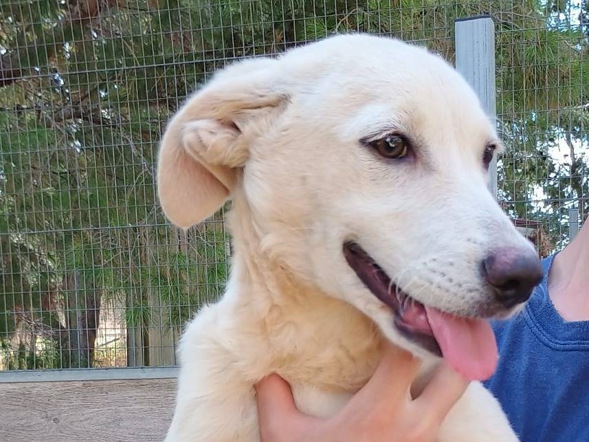 Vuoi adottare un cane a Ragusa?