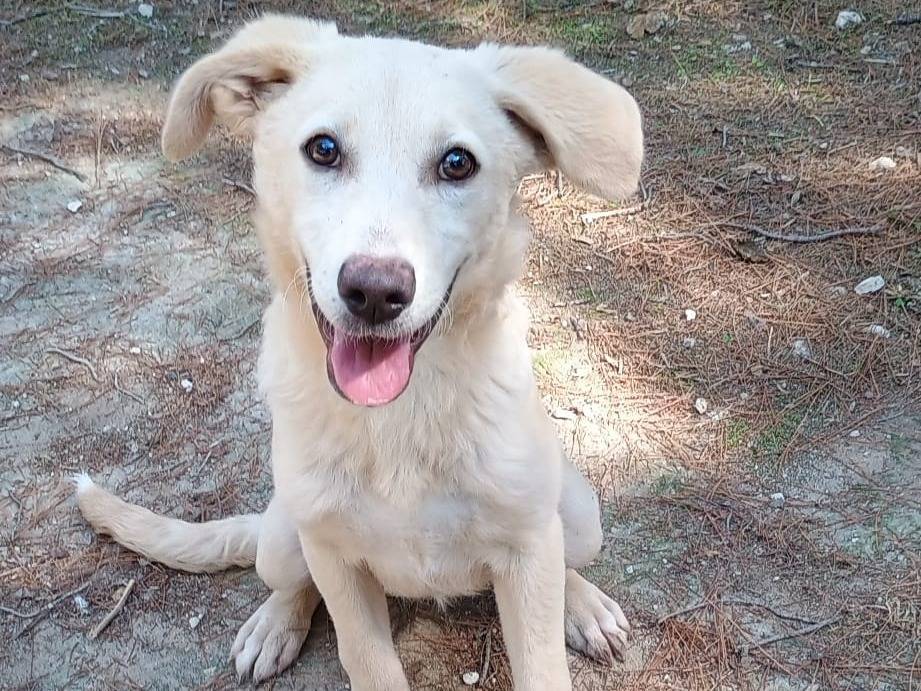 Adotta il cane Aisha a Ragusa