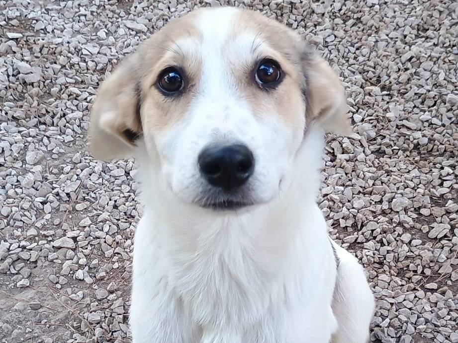 Vuoi adottare un cane a Ragusa?