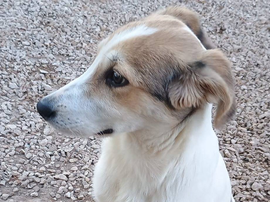 Adotta il cane Asia a Ragusa