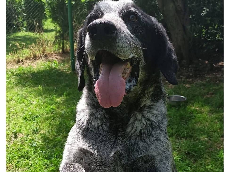 Adozione cane, maschio, Razza sconosciuta Razza sconosciuta, 6 anni e 4 mesi, taglia media, Viterbo