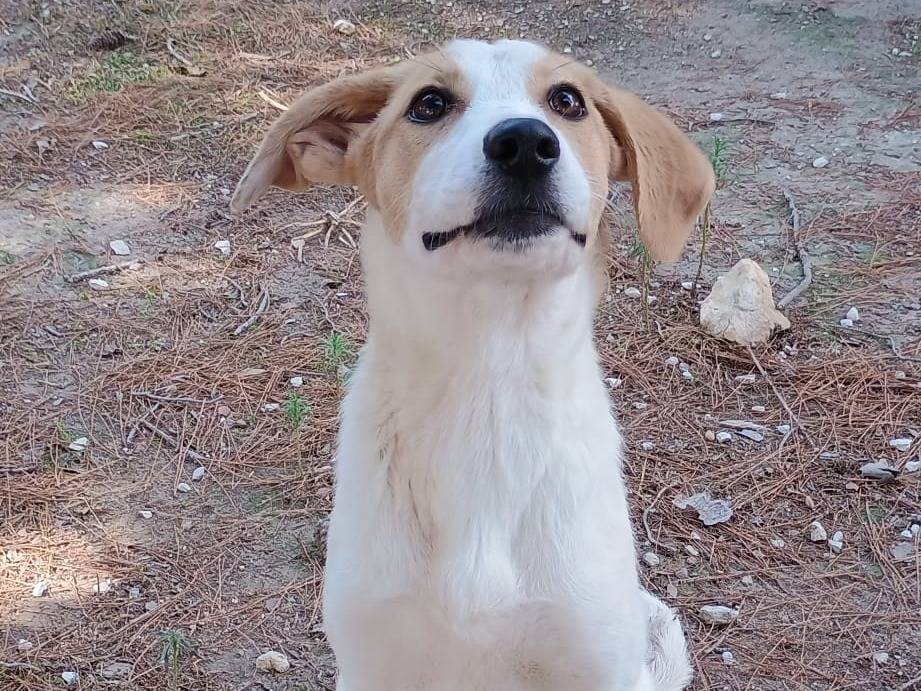 Adotta un cane, femmina, 4 mesi, Ragusa