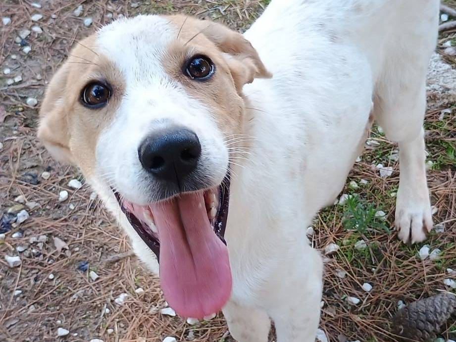 Adotta un cane, taglia media, femmina, Ragusa