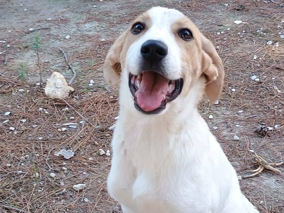 Vuoi adottare un cane a Ragusa?