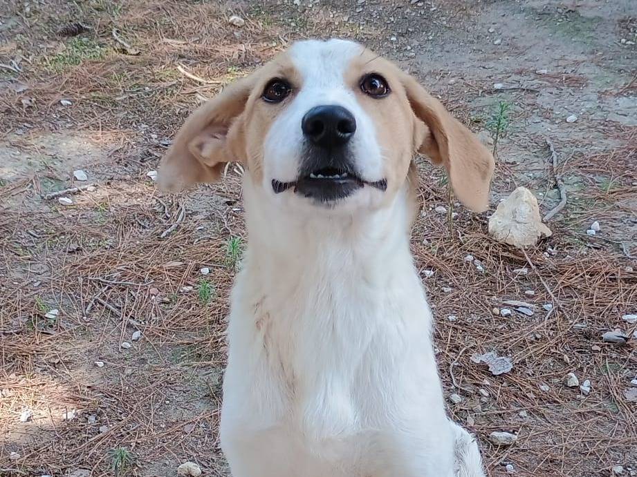 Adotta il cane Altea a Ragusa