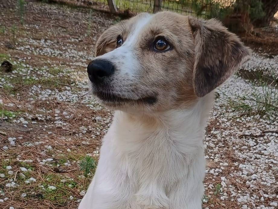 Vuoi adottare un cane a Ragusa?