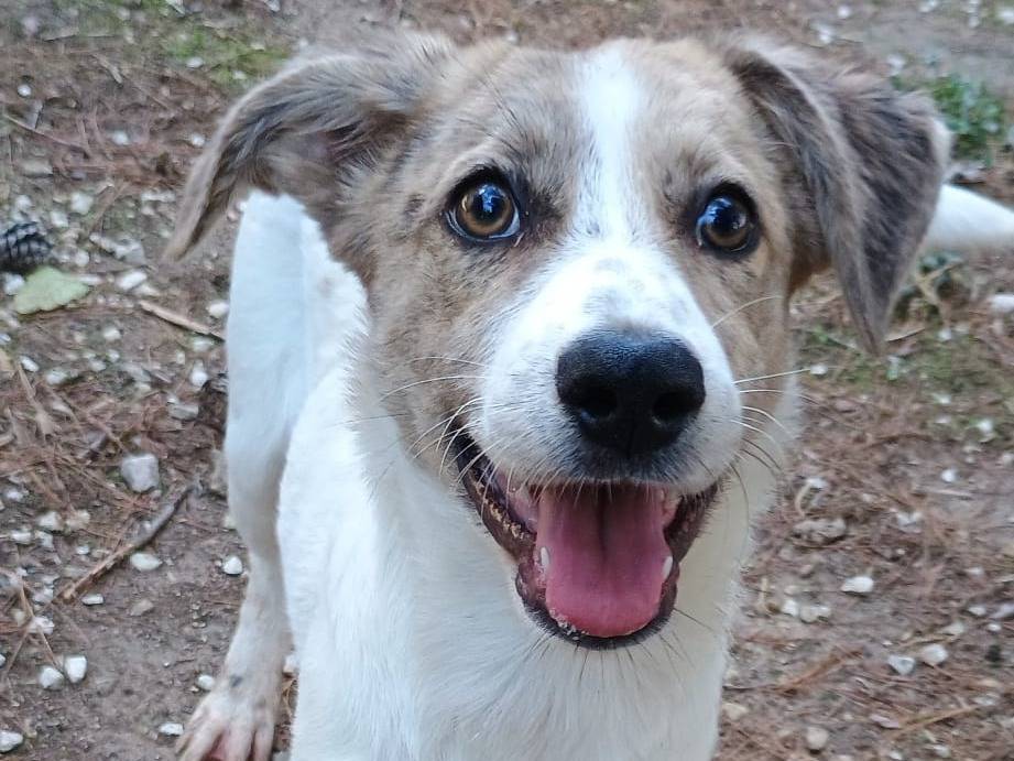 Adotta il cane Anita a Ragusa