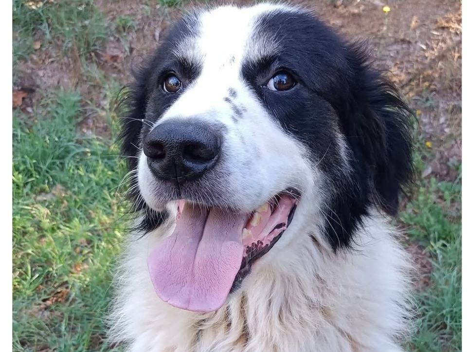 Adozione cane, maschio, Razza sconosciuta Razza sconosciuta, 8 anni e 4 mesi, taglia media, Viterbo