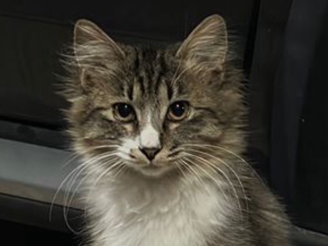 Adozione gatto, femmina, Razza sconosciuta Razza sconosciuta, 3 mesi, taglia non valida, Bari