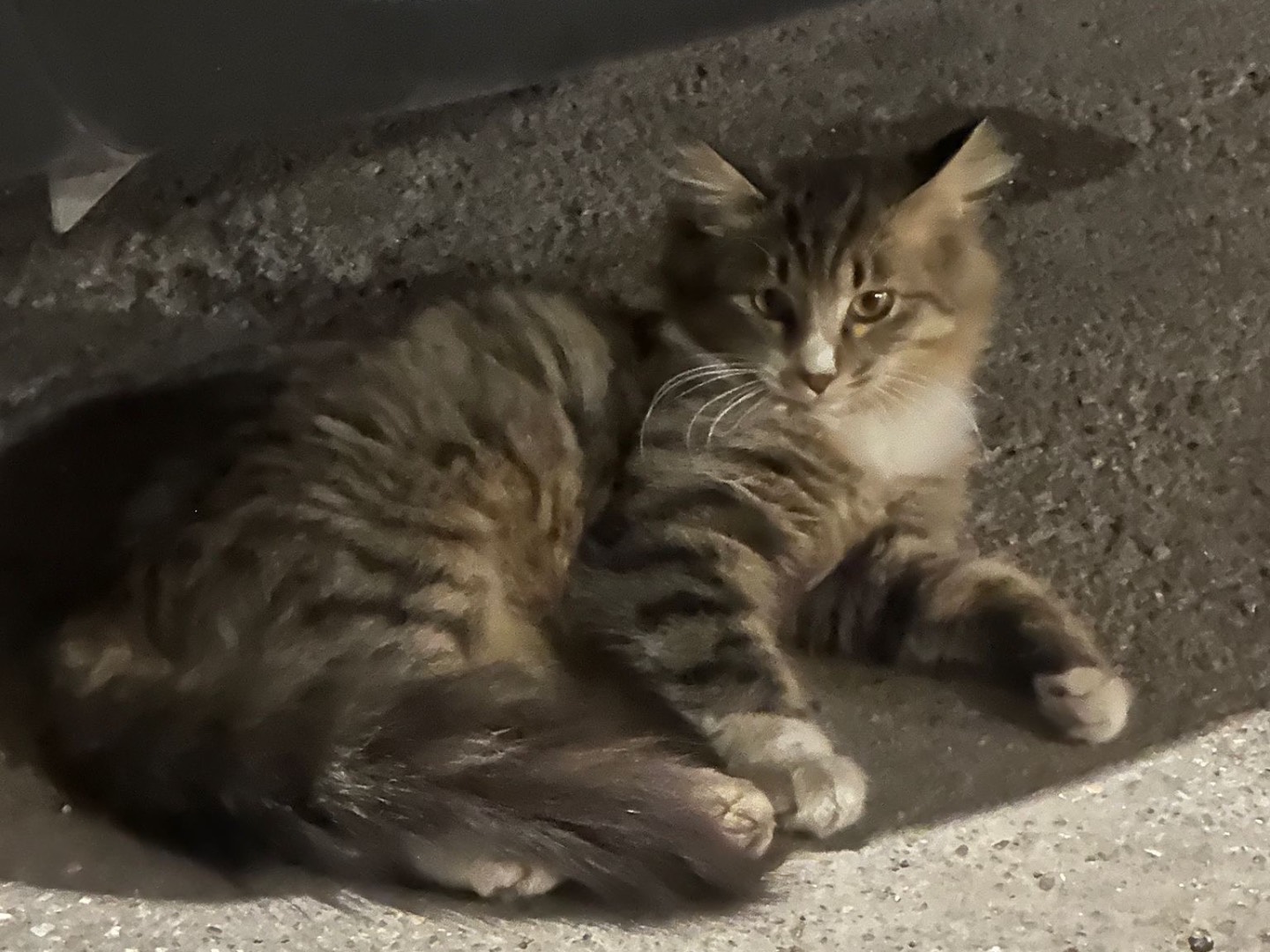 Adotta un gatto, femmina, 3 mesi, Bari