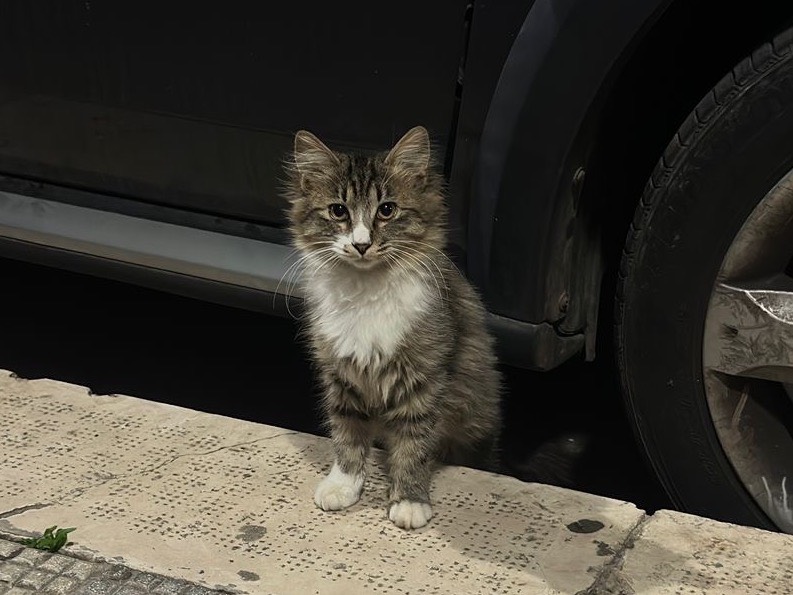 Adotta un gatto, taglia non valida, femmina, Bari