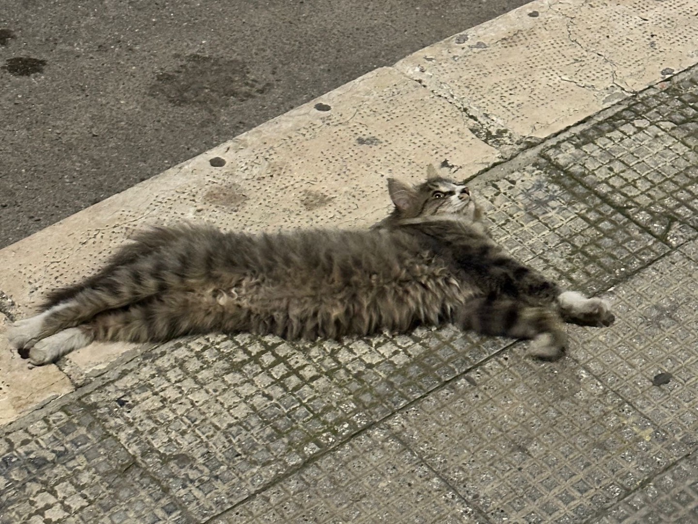 Vuoi adottare un gatto a Bari?