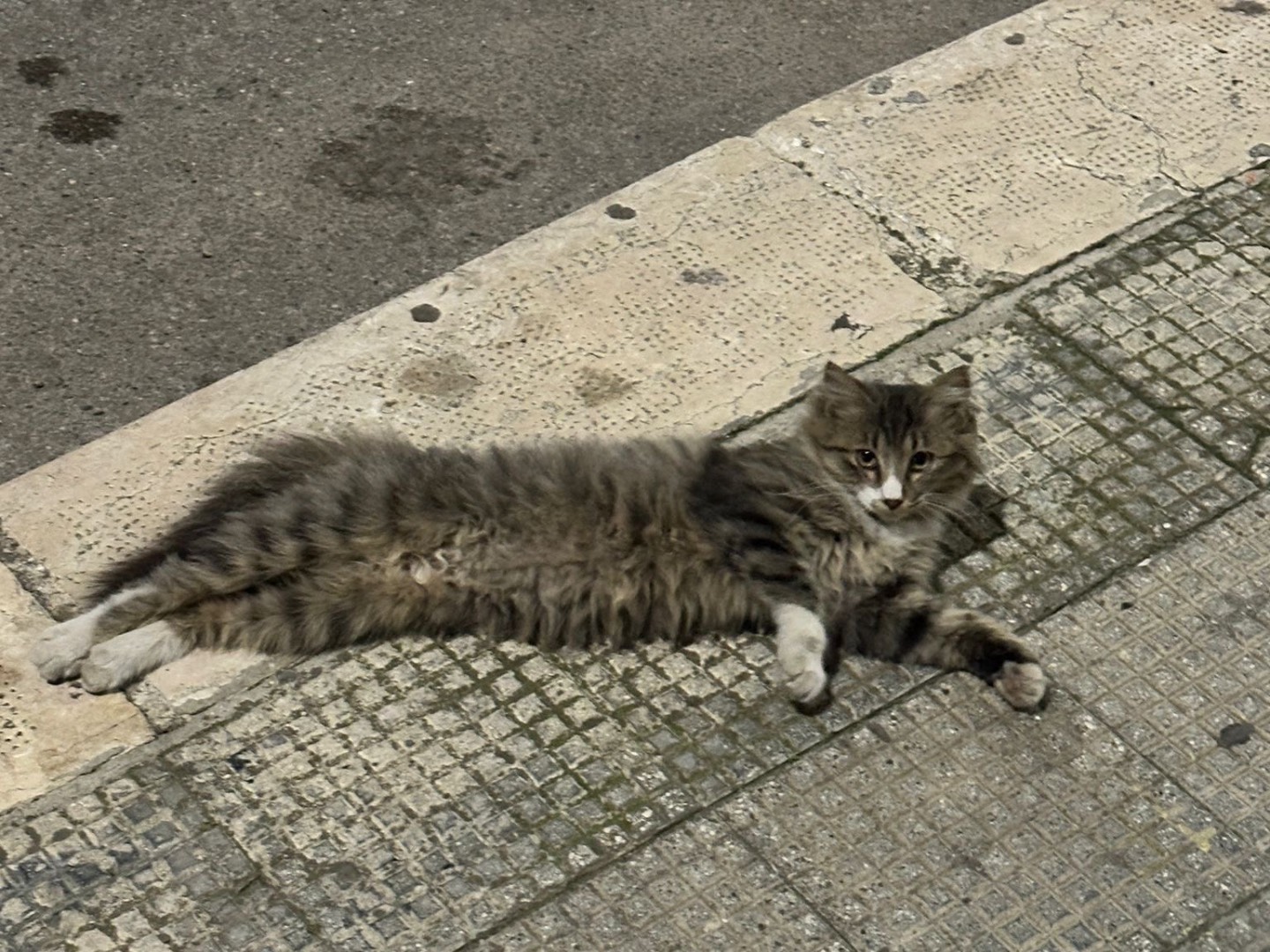 Adotta il gatto Orsa  a Bari