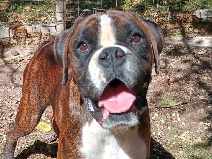 Adozione cane, maschio, Boxer Razza sconosciuta, 1 anno e 10 mesi, taglia grande, Ragusa