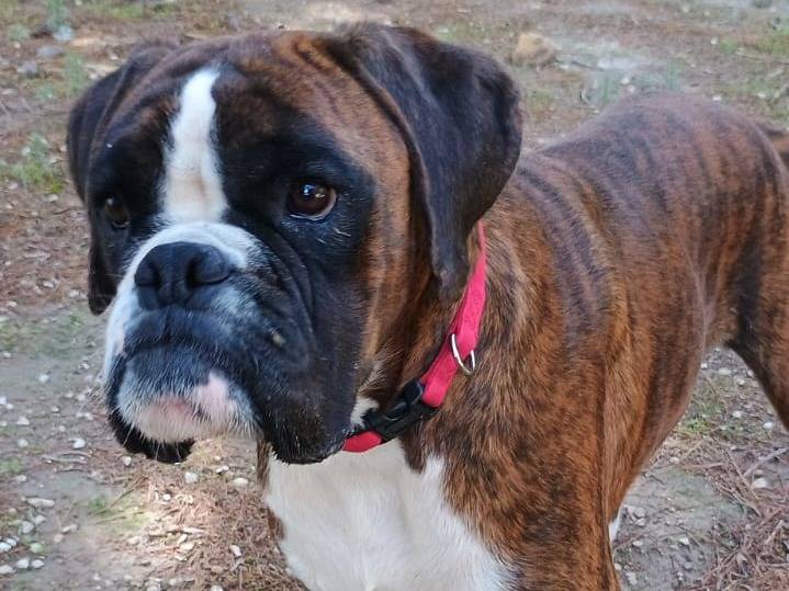 Adotta un cane, maschio, 1 anno e 10 mesi, Ragusa