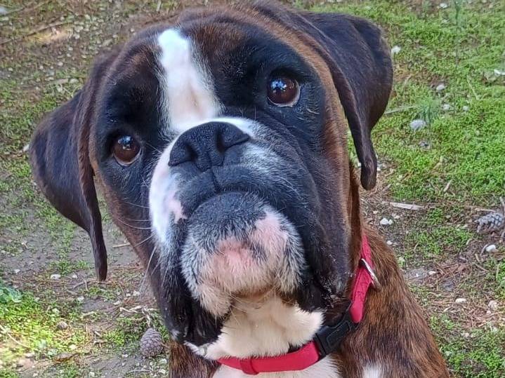 Adotta un cane, taglia grande, maschio, Ragusa