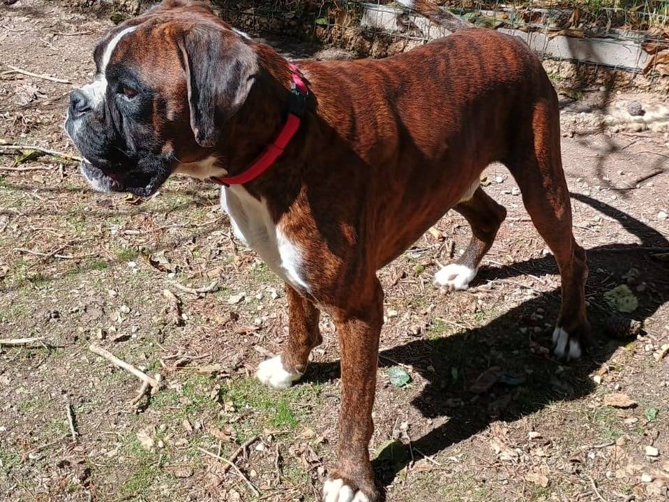 Vuoi adottare un cane a Ragusa?