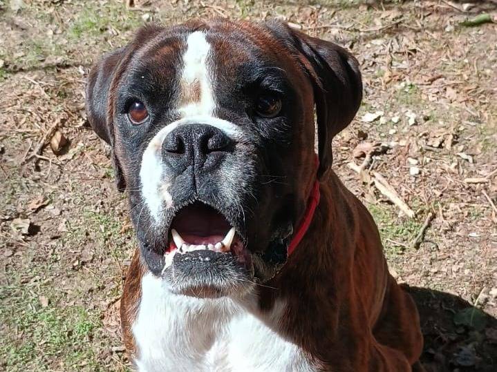 Adotta il cane Henry a Ragusa