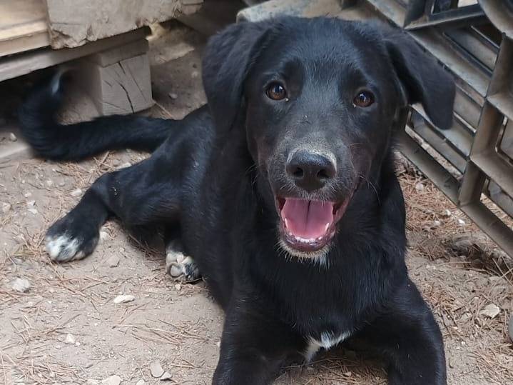 Adozione cane, femmina, Razza sconosciuta Razza sconosciuta, 5 mesi, taglia media, Ragusa