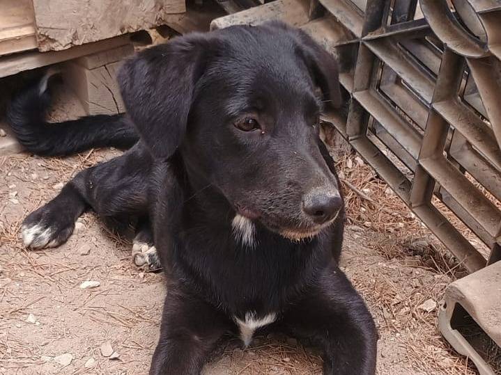 Adotta un cane, femmina, 5 mesi, Ragusa