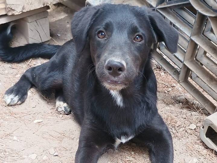 Adotta un cane, taglia media, femmina, Ragusa
