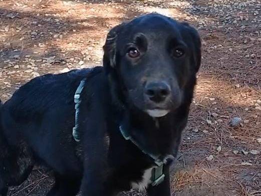 Vuoi adottare un cane a Ragusa?