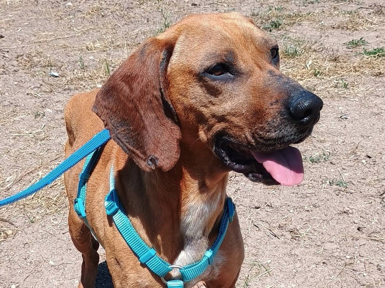 Adozione cane, maschio, Segugio Bracco, 5 anni e 9 mesi, taglia media, Ragusa