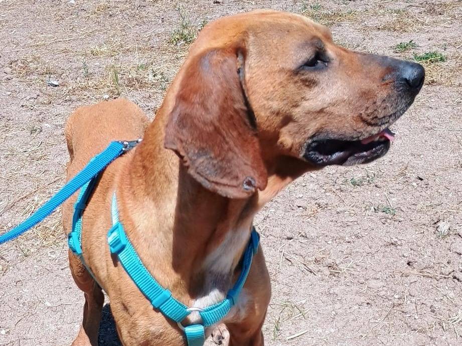 Adotta il cane Pitagora a Ragusa