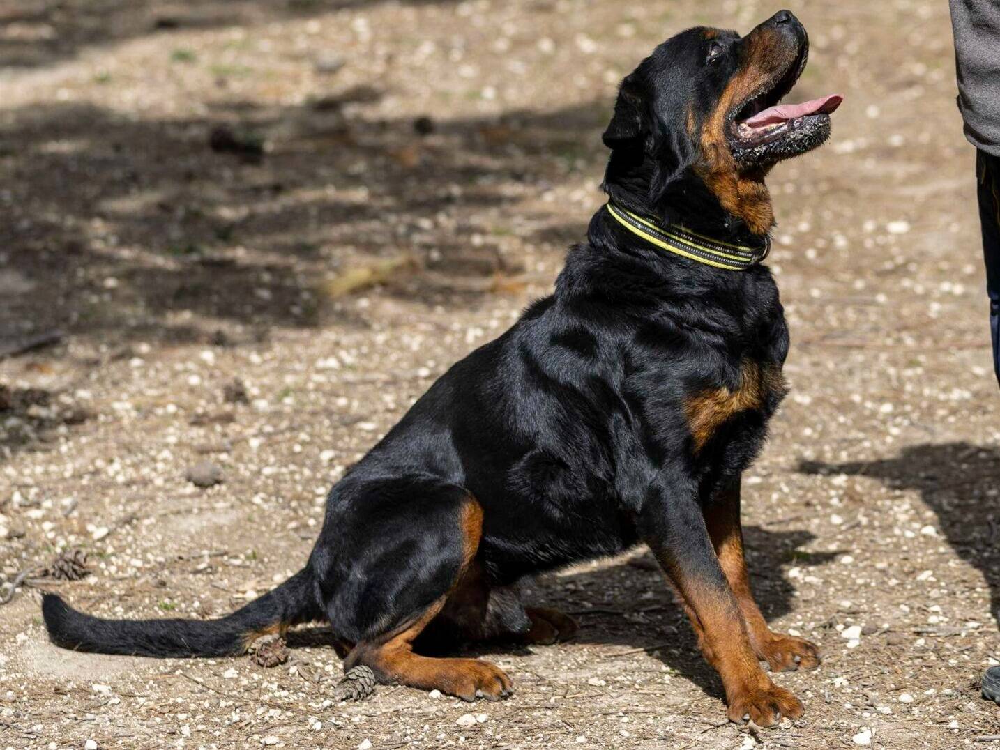 Vuoi adottare un cane a Ragusa?
