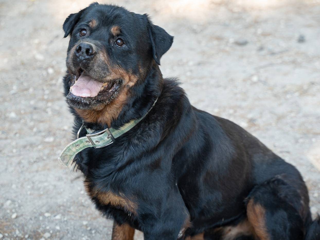 Adotta il cane Dylan a Ragusa