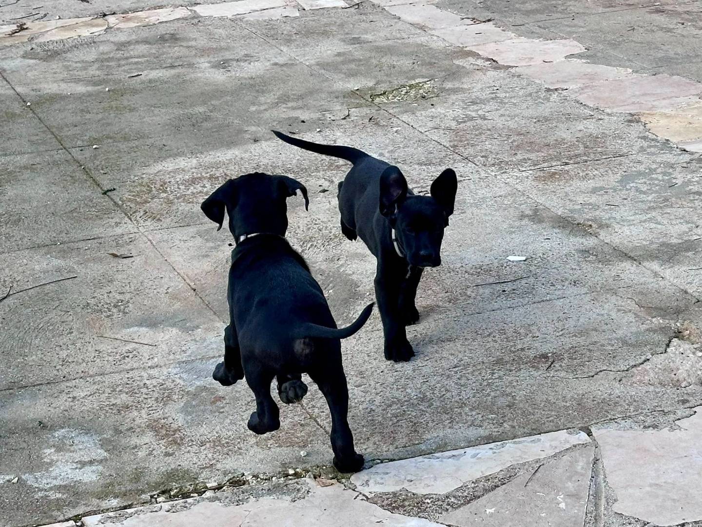 Vuoi adottare un cane a Bari?