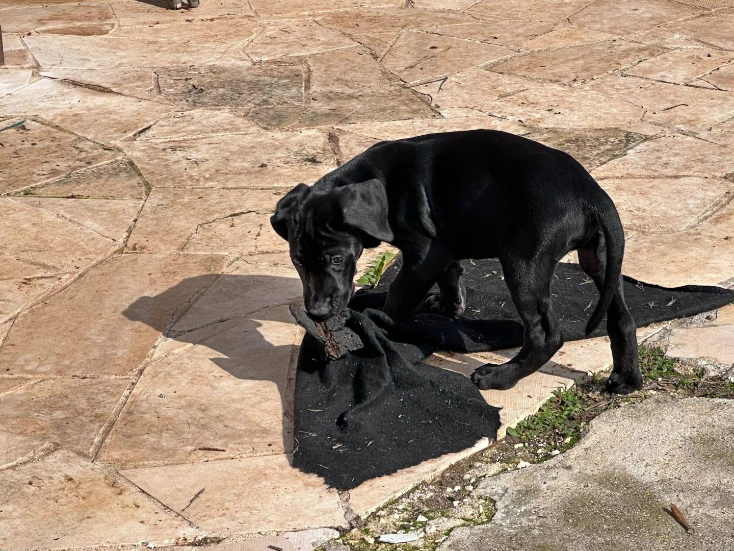 Adotta il cane Carlos a Bari